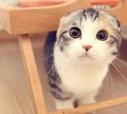 娱乐吃瓜君折耳猫原视频,折耳猫原视频背后的故事